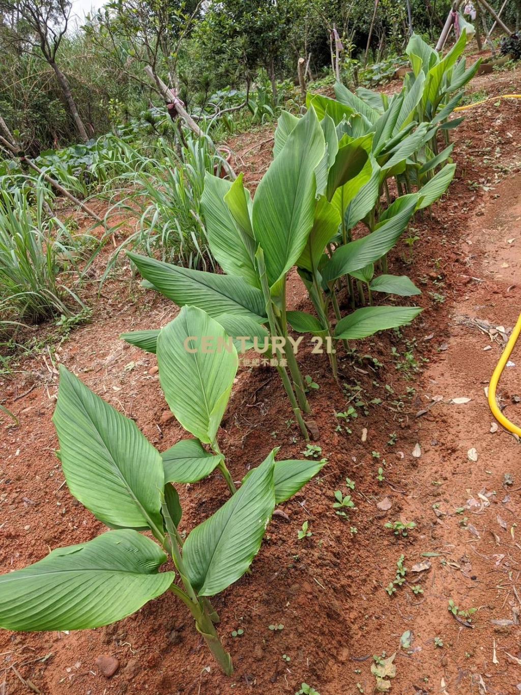 龍潭肥沃園地(A16)