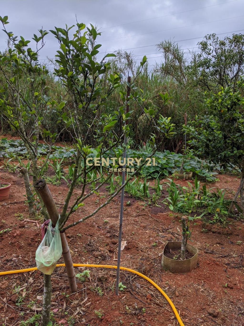 龍潭肥沃園地(A16)