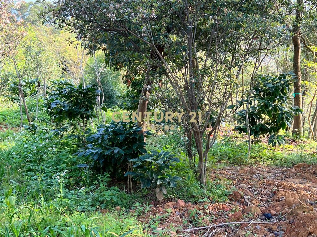 龍潭便宜土地(A156)