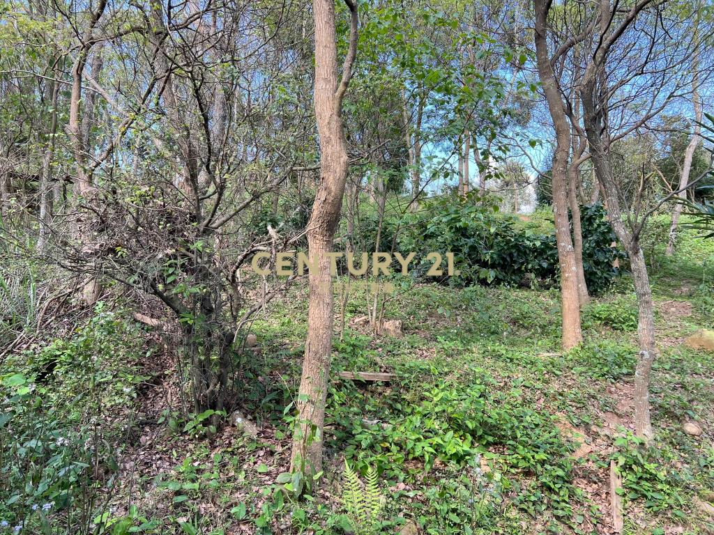 龍潭便宜土地(A156)