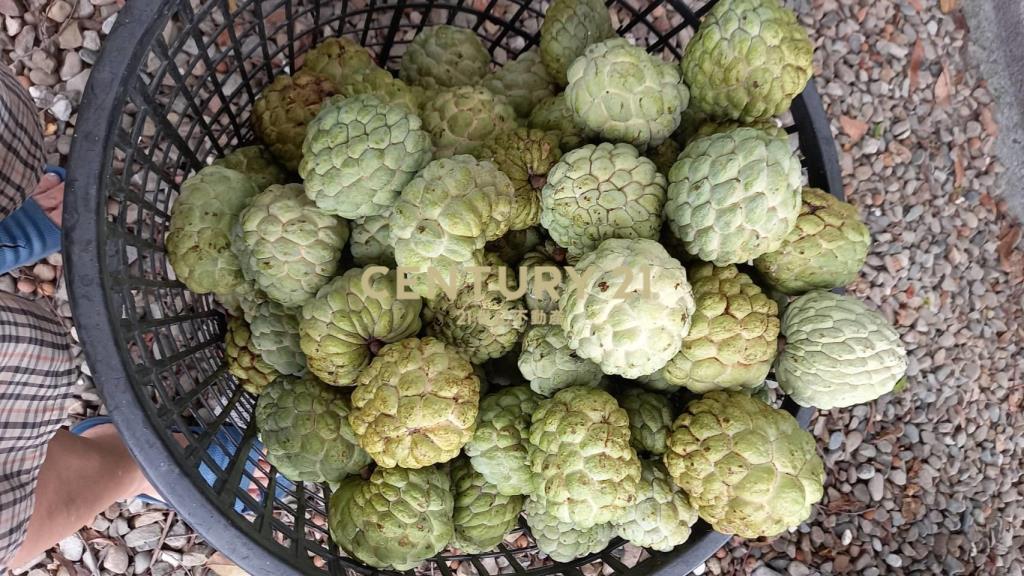 二林休閒農牧用地(B316)