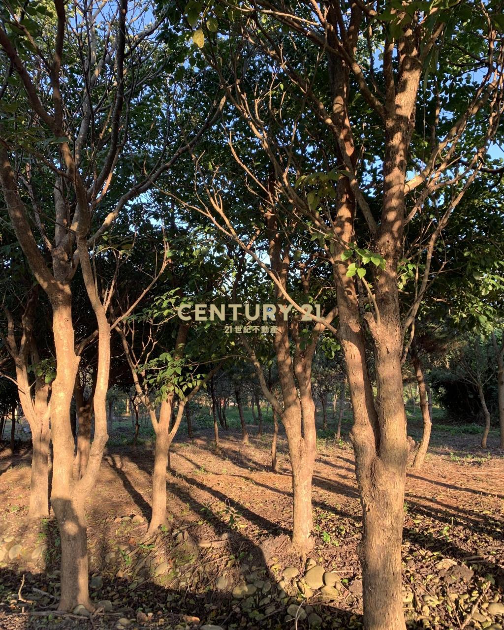 大溪超美農地+建地(B311)