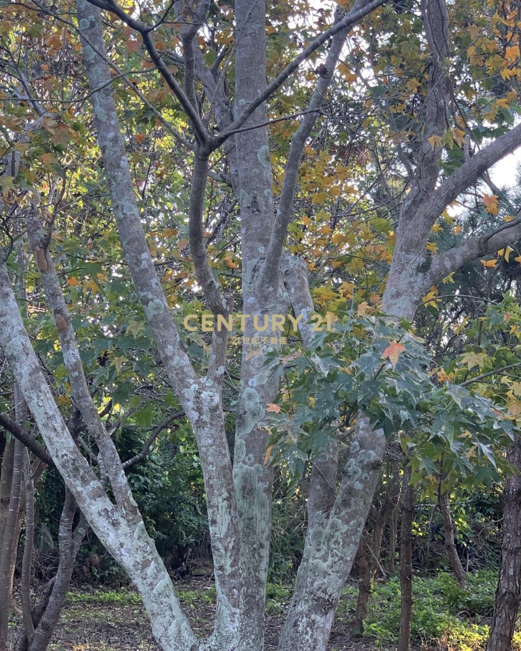 大溪超美農地+建地(B311)