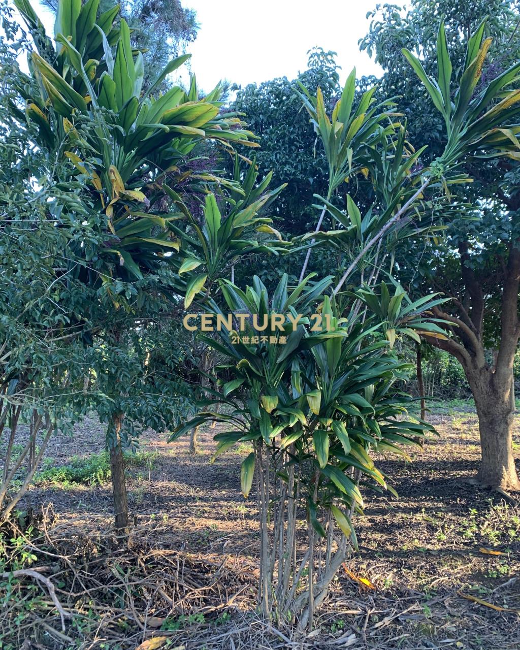 大溪超美農地+建地(B311)