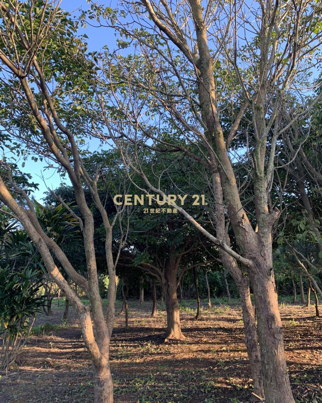 大溪超美農地+建地(B311)