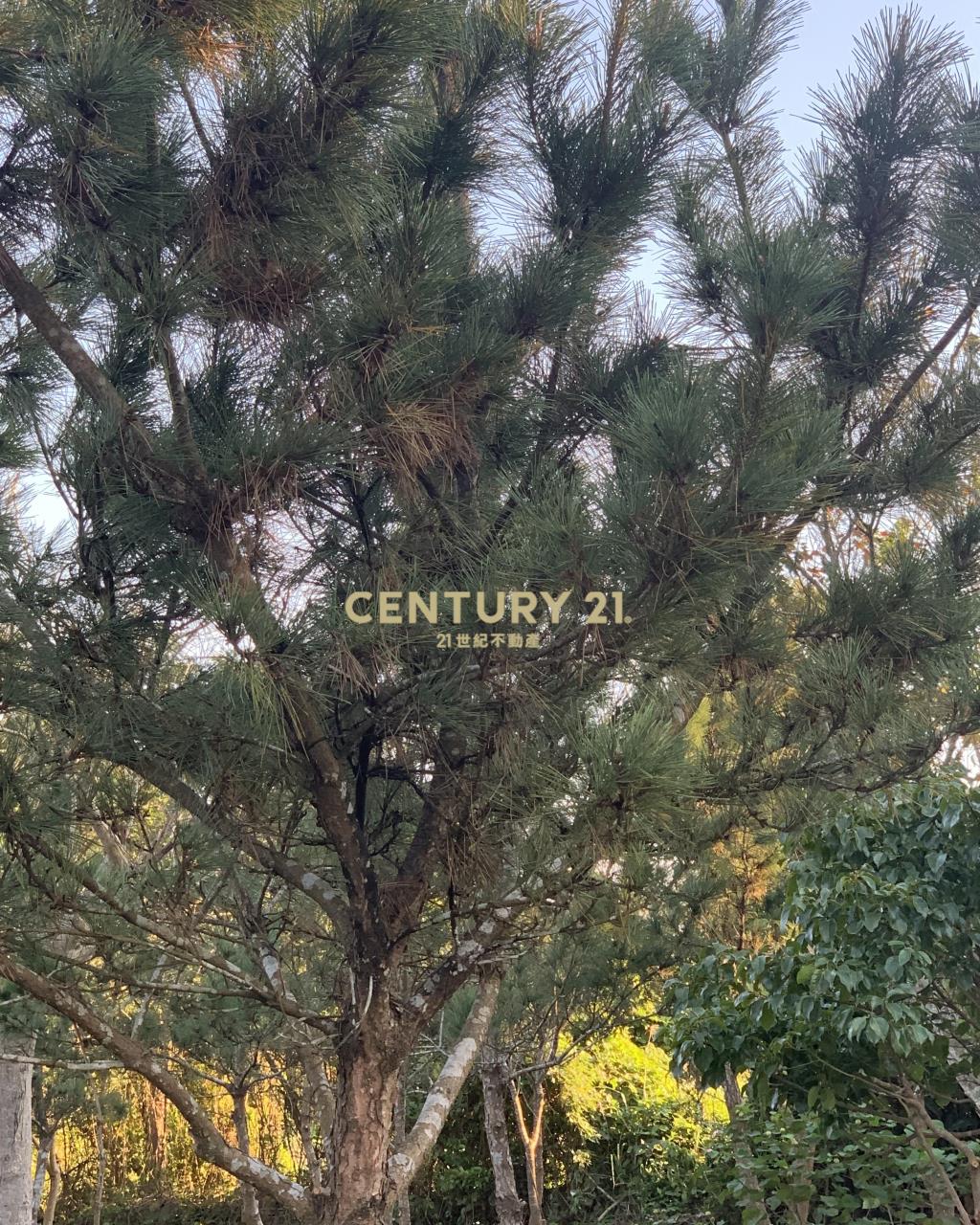 大溪超美農地+建地(B311)