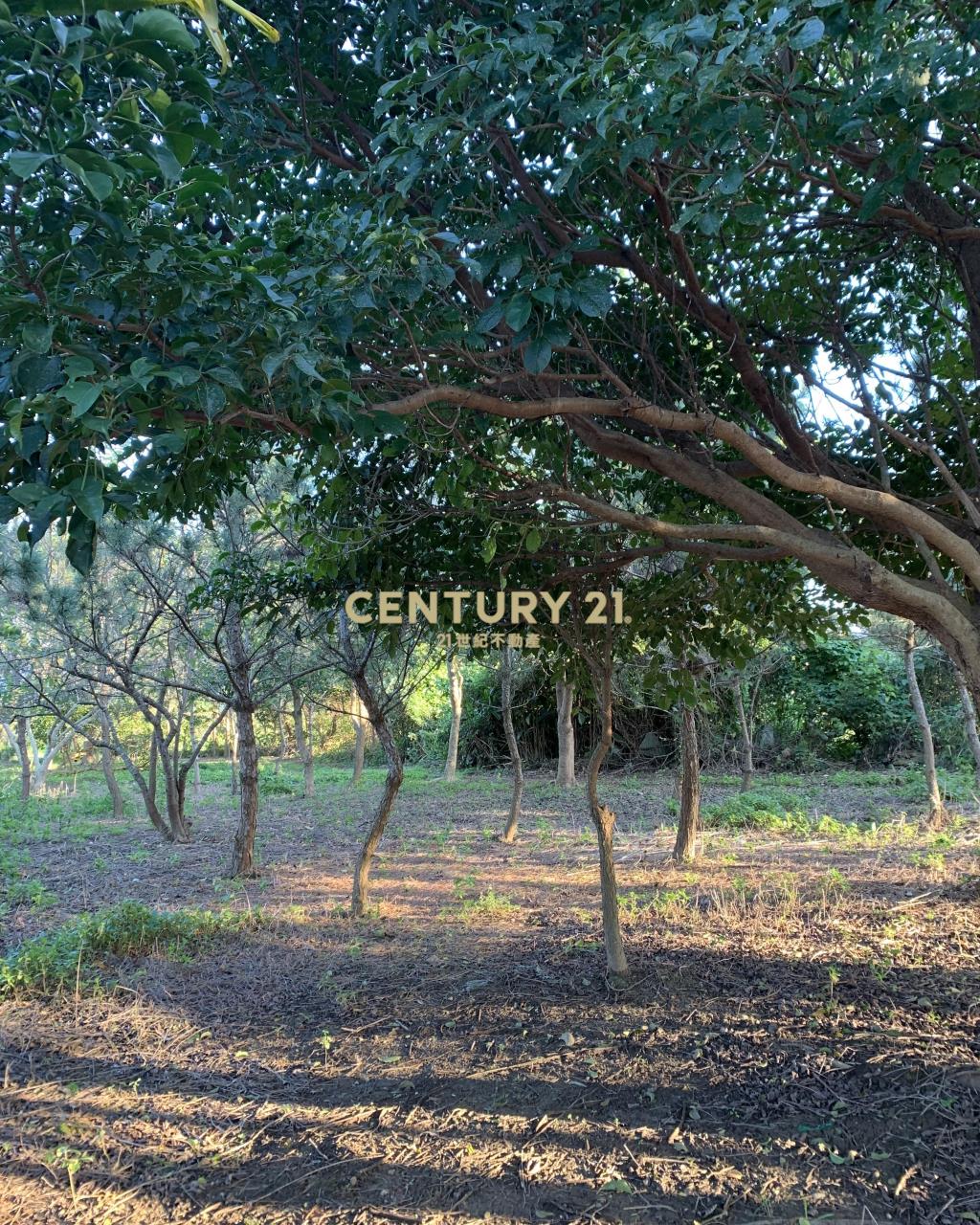 大溪超美農地+建地(B311)