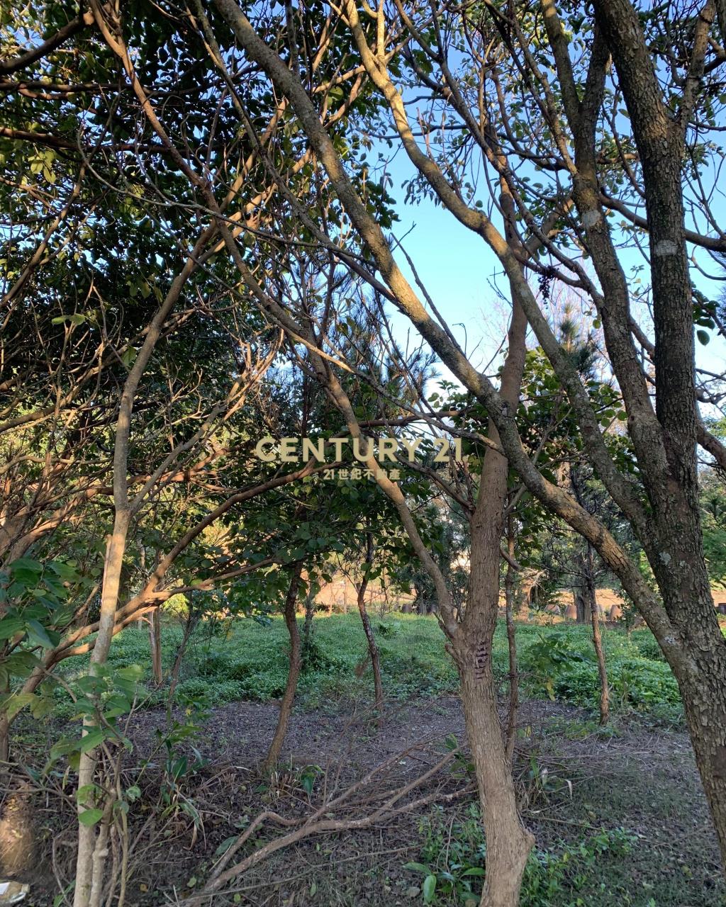 大溪超美農地+建地(B311)