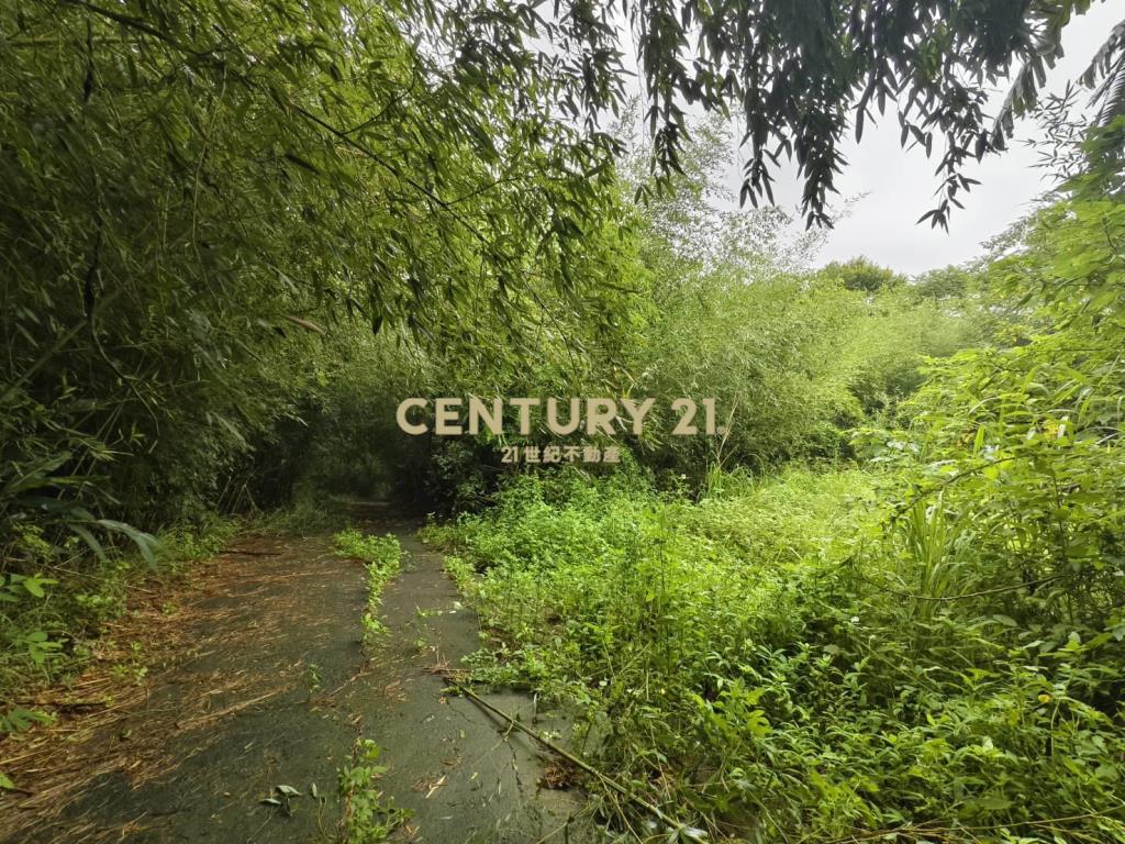 永和山製茶廠旁農地