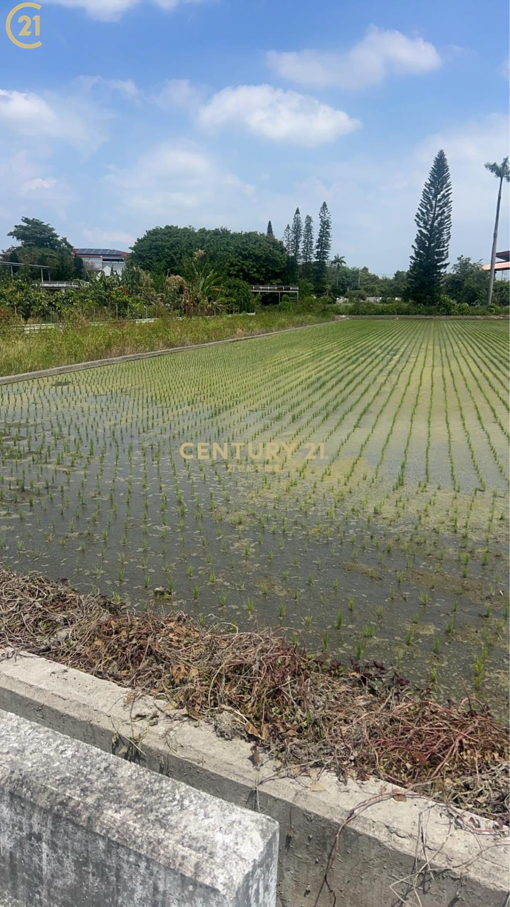 田尾仁豐國小旁開心農場
