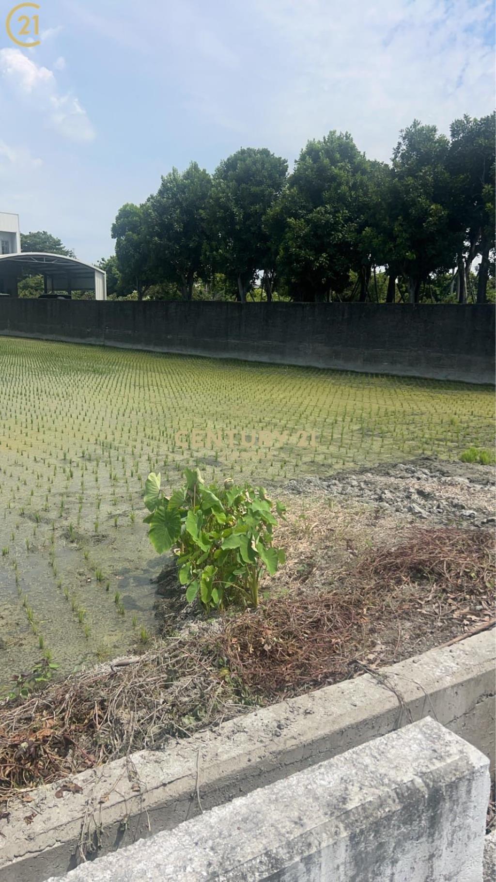 田尾仁豐國小旁開心農場