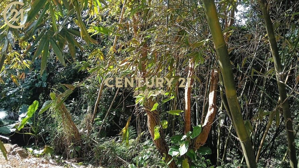 士林陽明山新安路土地