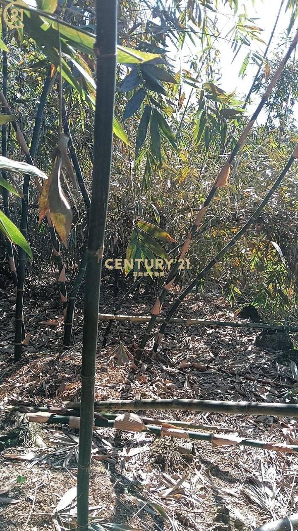 士林陽明山新安路土地