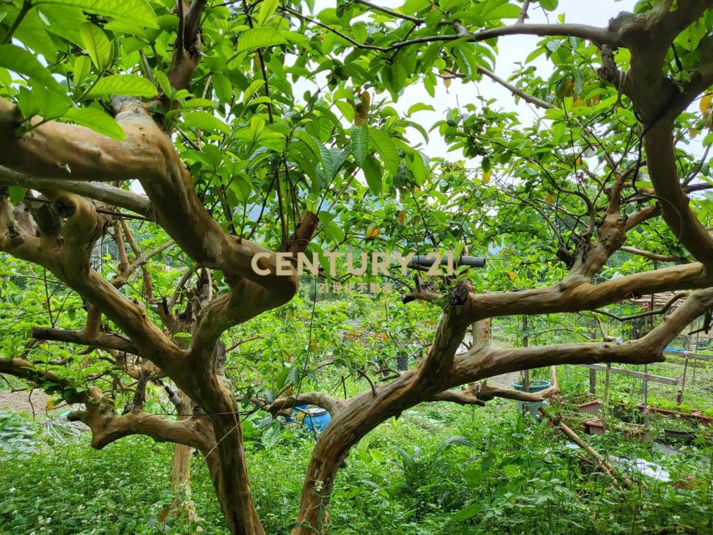 聚寶盆樂活農場-土地1731.51坪