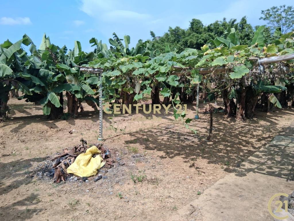 ❤21新豐松林❤新埔美農地