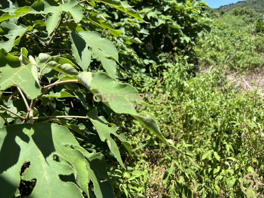 ❤21新豐松林❤鳳岡路旁農地