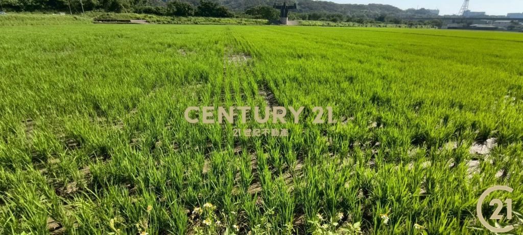 ❤21新豐松林❤新埔義民美農地