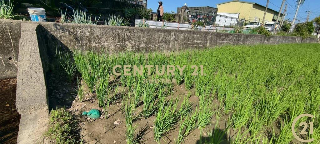 ❤21新豐松林❤新埔義民美農地