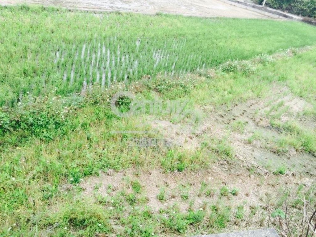 德盛623坪田朝南