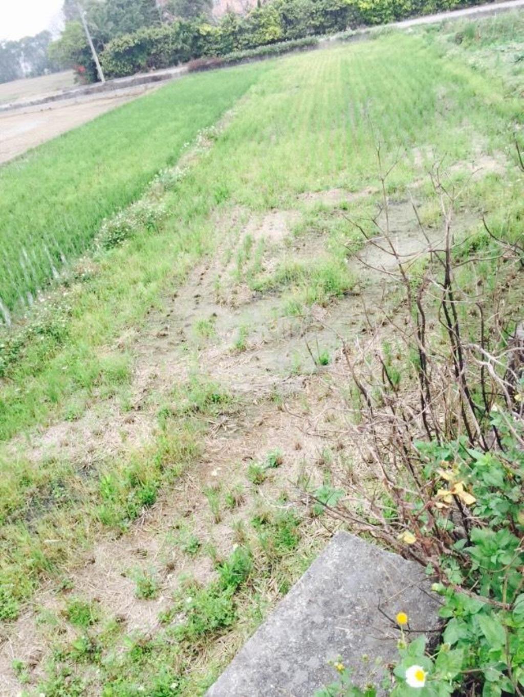 德盛623坪田朝南