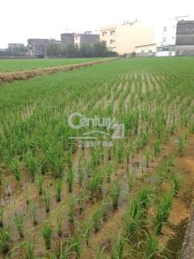 新湖路正方田806坪