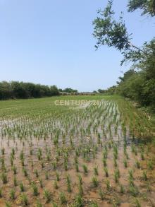 福興段後湖子小段784坪田
