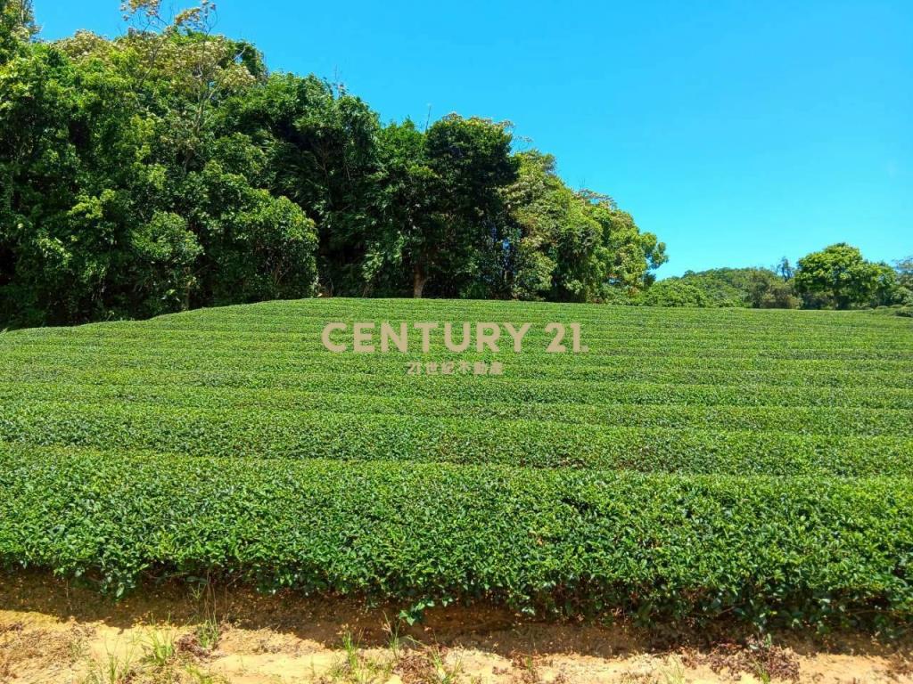 龍潭超值漂亮茶園