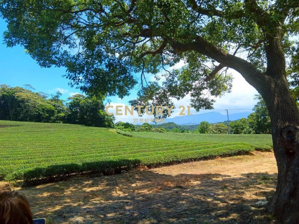 龍潭超值漂亮茶園