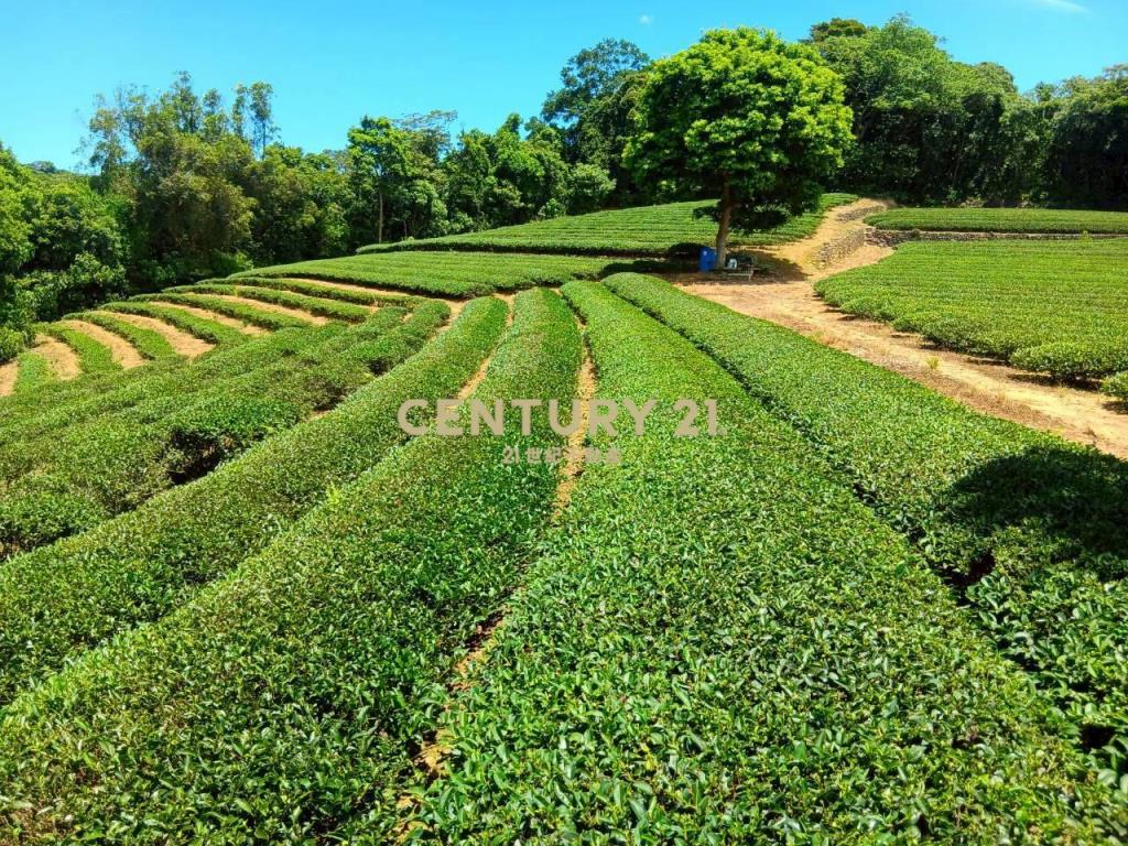 龍潭超值漂亮茶園