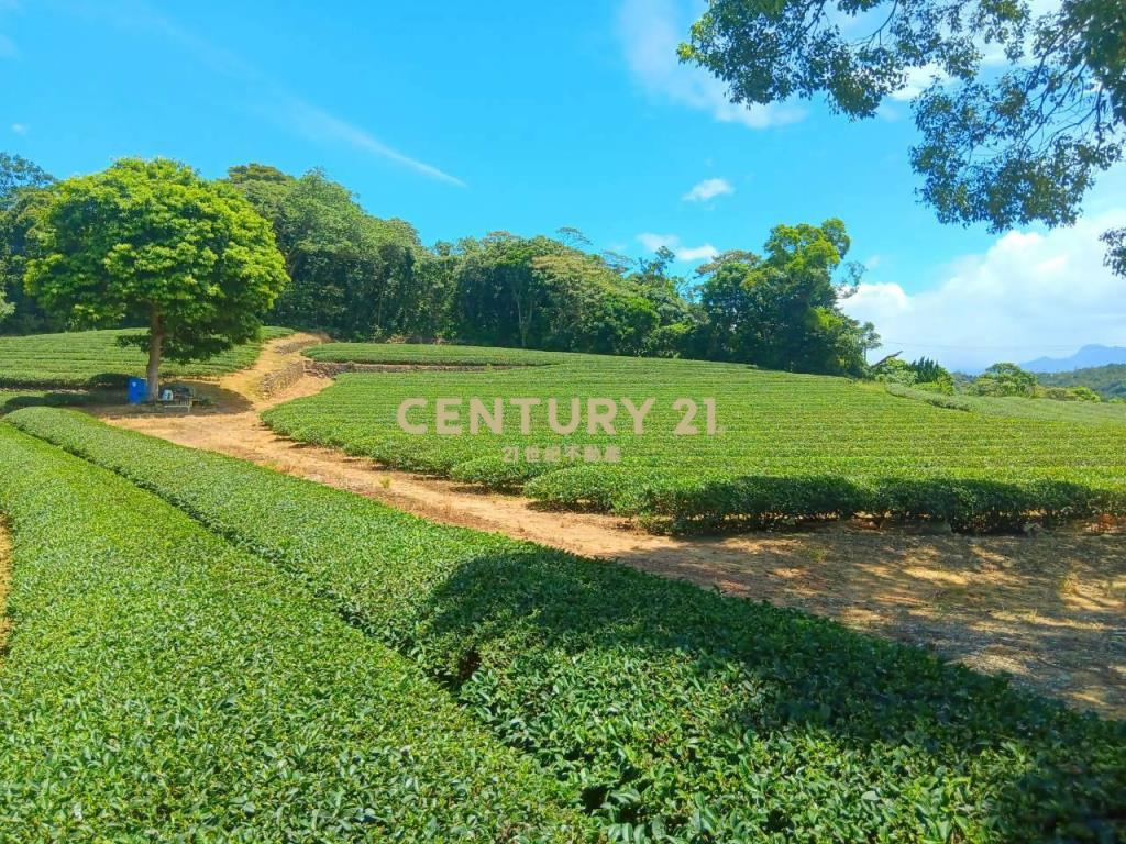 龍潭超值漂亮茶園