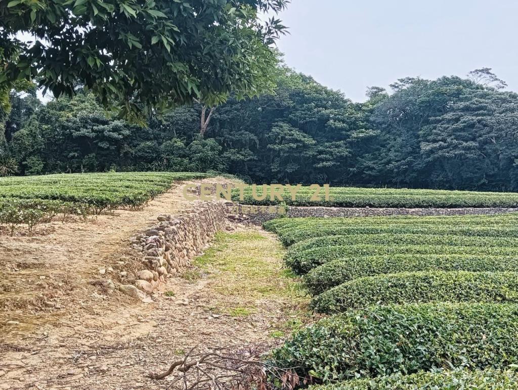 龍潭超值漂亮茶園