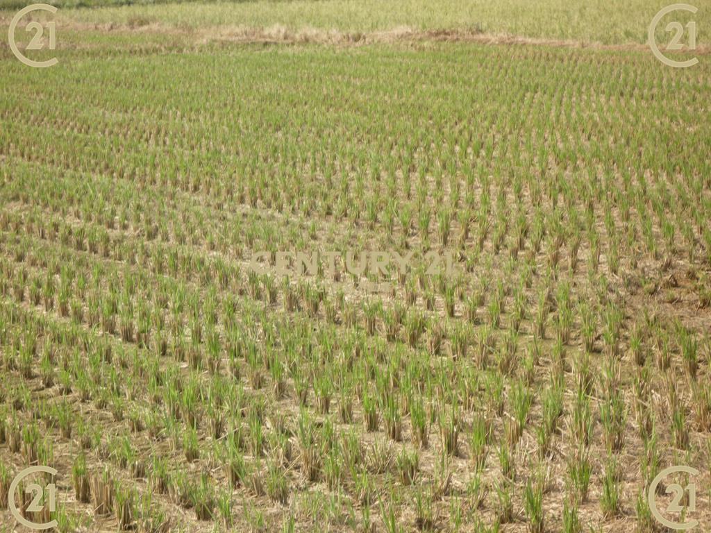 新富路旁便宜農保田