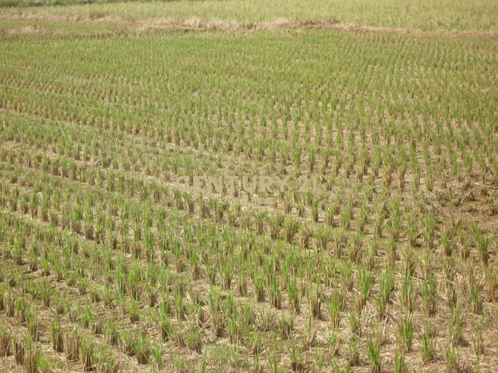 新屋-東興路前後臨路田