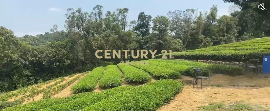 龍潭超值收租茶園