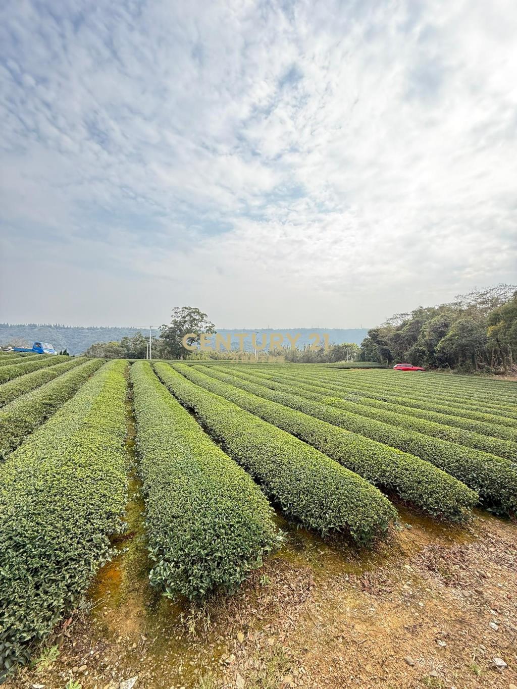 龍潭超值收租茶園