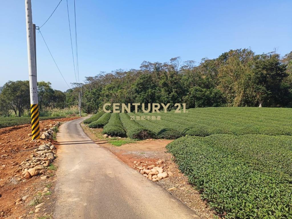 龍潭超值收租茶園