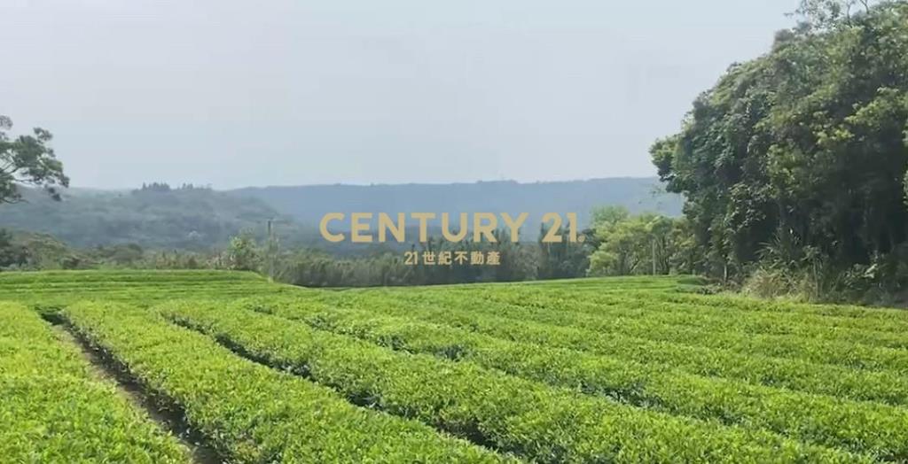 龍潭超值收租茶園