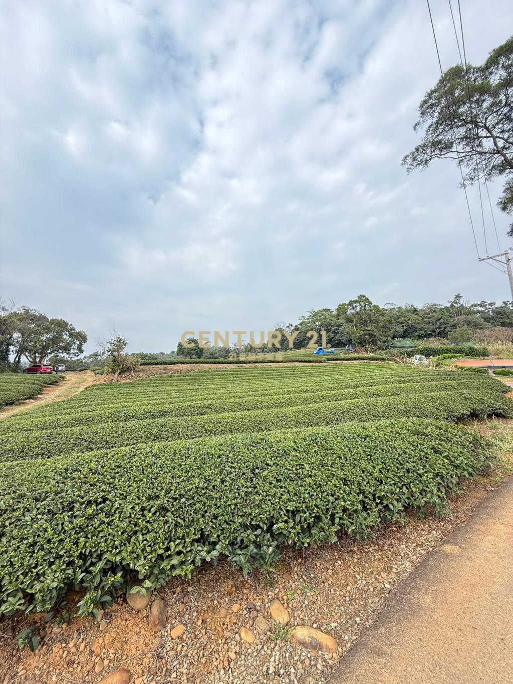 龍潭超值收租茶園