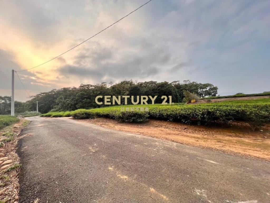 龍潭超值收租茶園