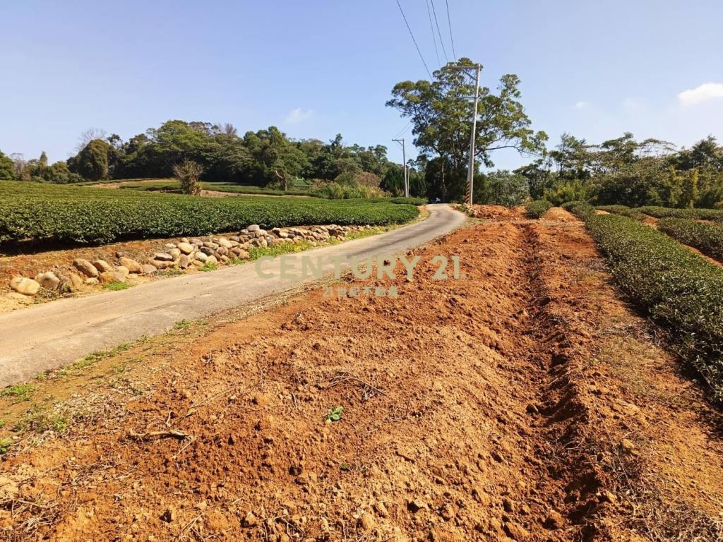 龍潭超值收租茶園