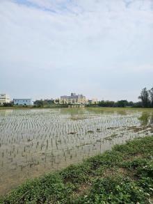 新屋市區|都市計畫內農地|近署桃