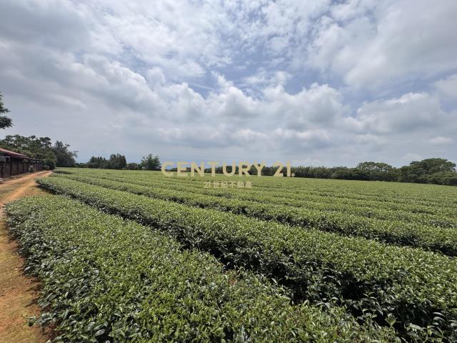 龍潭優質大坪數茶園