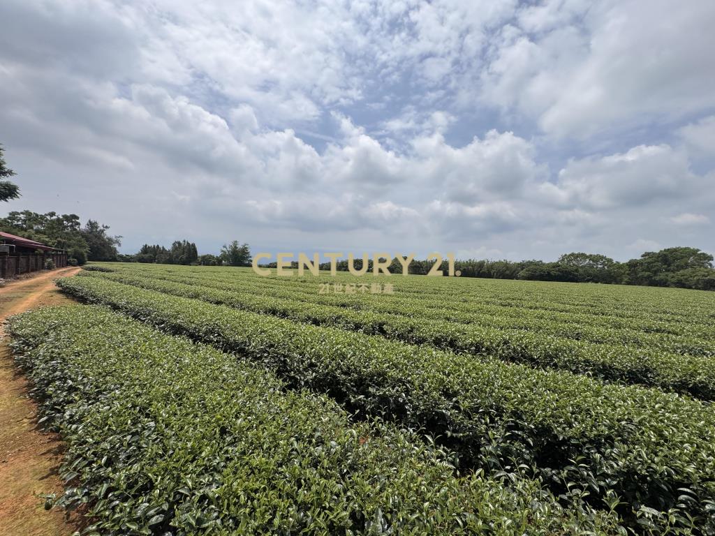龍潭優質大坪數茶園