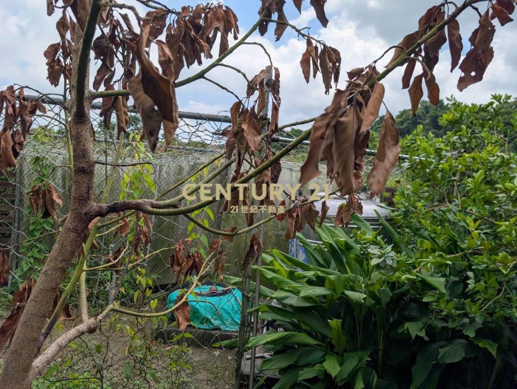 內柵國小農地加小木屋
