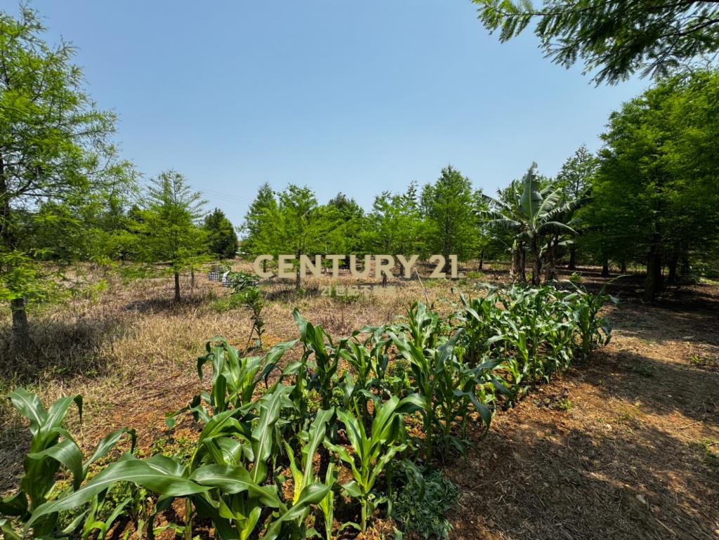 龍潭龍路旁 757坪美農地