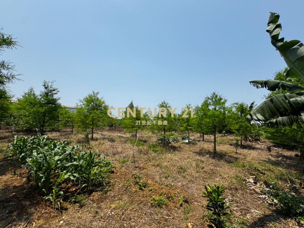 龍潭龍路旁 757坪美農地