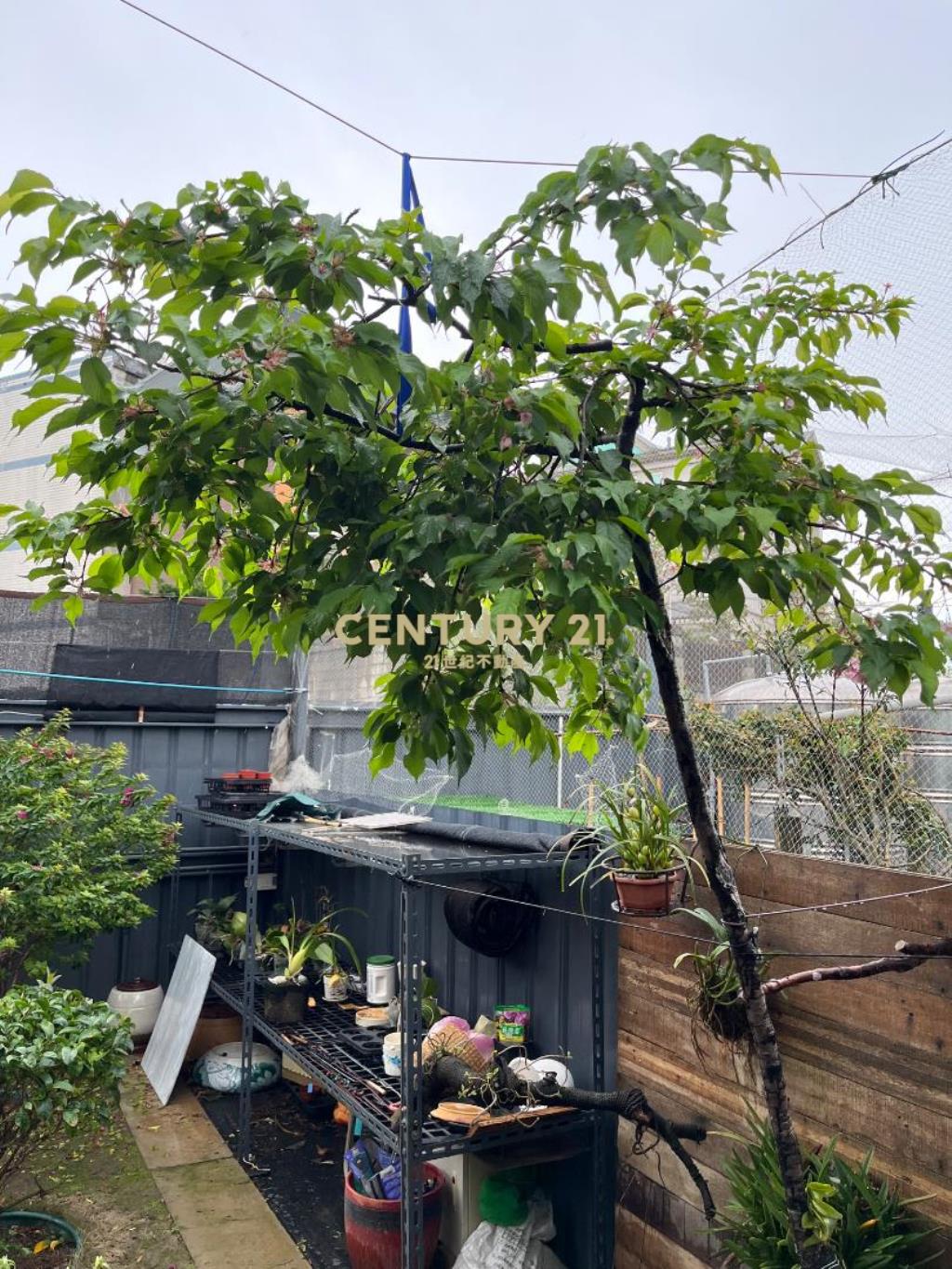 (專委)好市多過嶺都內開心農場