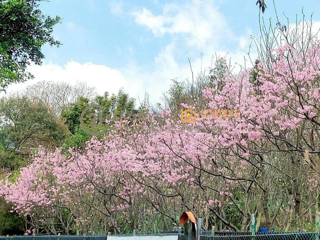 【向陽團隊】近陽明山稀有建地