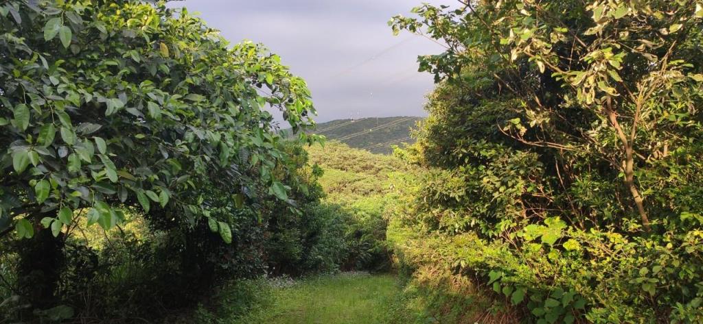 【向陽團隊】三芝區茂長段大地坪農地