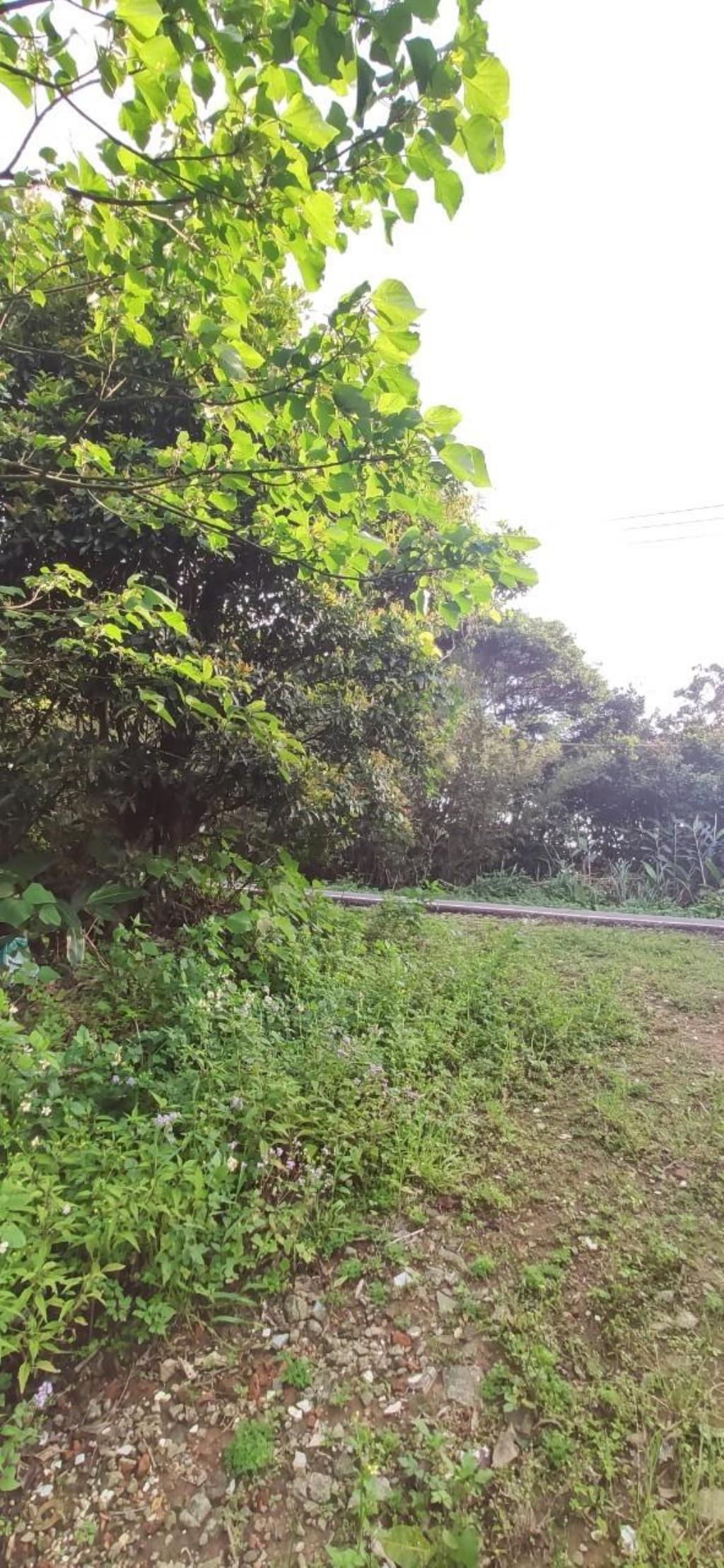 【向陽團隊】三芝區茂長段大地坪農地